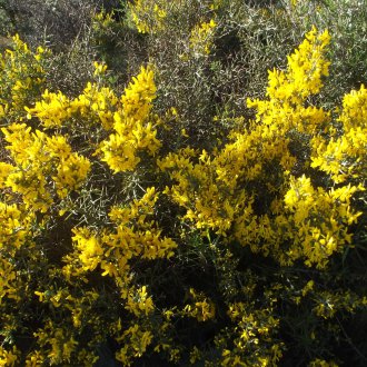 Κίτρινοι διακοσμητικοί θάμνοι