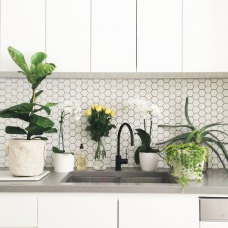 Εσωτερικά φυτά στην κουζίνα