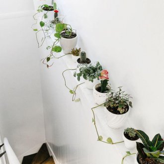 Εσωτερικά φυτά στη διακόσμηση των σκαλοπατιών