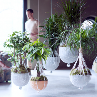 Φυτά εσωτερικού χώρου με πατάρι