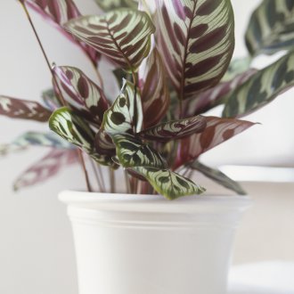 Maranta στο εσωτερικό