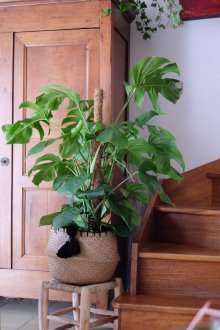 Monstera στο εσωτερικό