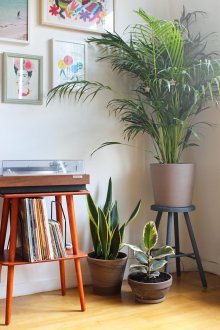 Φοίνικας στο εσωτερικό