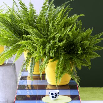 Φτέρη στο εσωτερικό