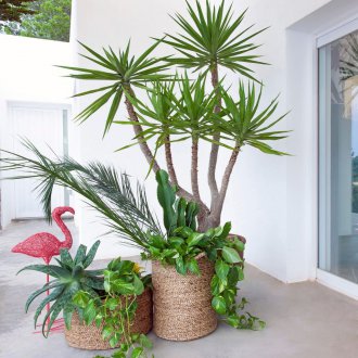 Τροπικά φυτά εσωτερικού χώρου