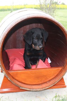 Βαρέλι για ένα σκυλί