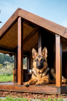 Μεγάλο κιβώτιο σκυλιών