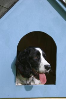 Κουτάκι σκυλιών μπλε