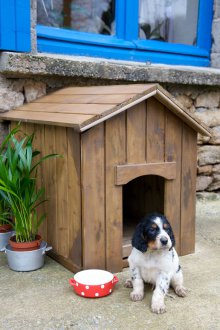 Μικρό κουτί σκυλιών