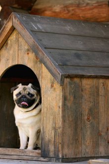 Κουτάκι σκύλου