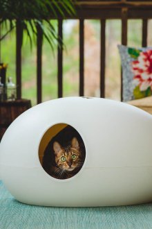 Σύγχρονη γάτα σπίτι