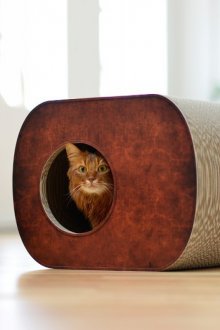 Φορέστε για μια γάτα