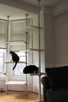 Αιώρα αιλουροειδών