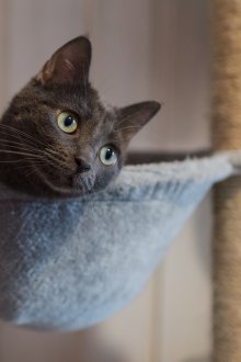 Γαλάκτωμα γάτας γάτα