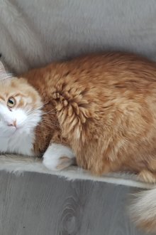 Αιώρα για γούνα γάτας