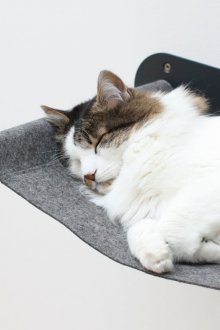 Αιώρα αιλουροειδών σε μεταλλικό πλαίσιο