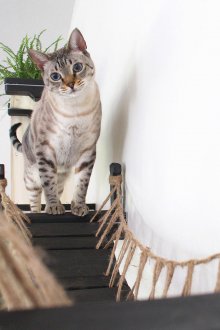 Γέφυρα γαϊδουριών