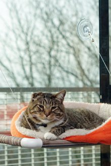 Μαλακή αιώρα