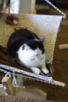 Μικρή αιώρα για μια γάτα