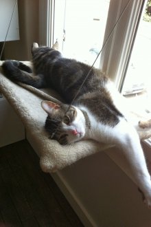 Αιώρες βελούδου γάτας