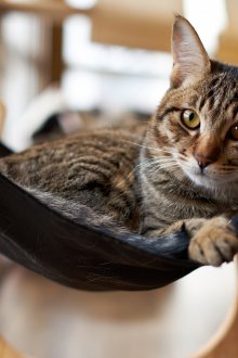 Αιώρα για μια γάτα σε ένα παράθυρο