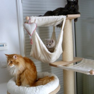 Cat Hammock