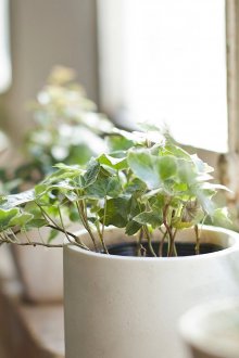 Φενγκ Σούι φυτά σπιτιού