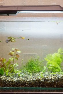 Decoração para um aquário de 20 litros