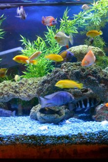 Διακοσμητικό Ενυδρείο