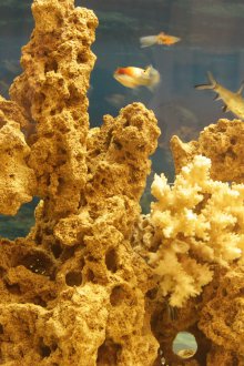 Διακοσμητικά κοράλλια ενυδρείων