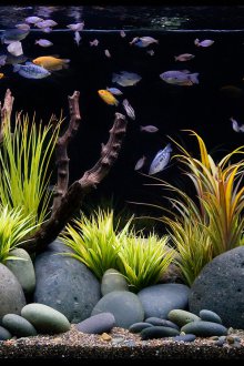 Βότσαλο Ενυδρείο Διακόσμηση