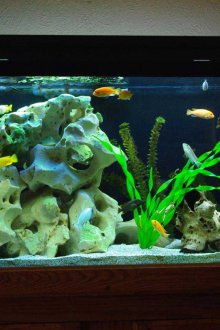 Δερμάτινο ντεκόρ ενυδρείου