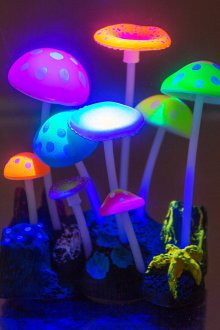 Διακόσμηση για μανιτάρια ενυδρείου