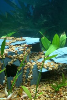 Διακόσμηση για το σπήλαιο του ενυδρείου