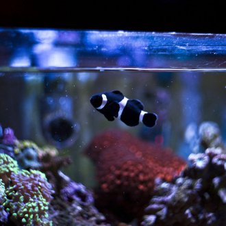 Διακόσμηση για ψάρια κλόουν ενυδρείου