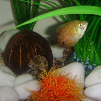 Διακοσμητικό ενυδρείο καρύδας