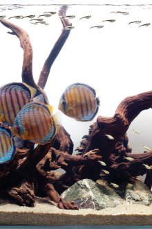 Διακόσμηση για ένα καφέ ενυδρείο