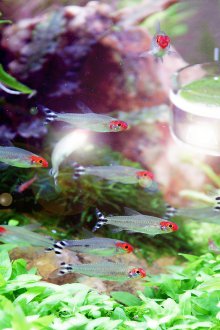 Διακόσμηση για ενυδρείο με μικρά ψάρια