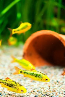 Διακόσμηση για ένα ενυδρείο με τηγανητά