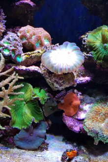 Διακόσμηση για φυσικό ενυδρείο