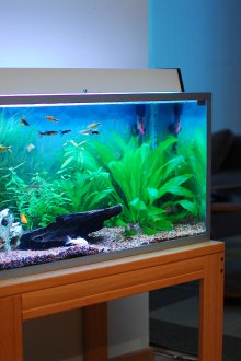 Διακόσμηση για ένα μικρό ενυδρείο