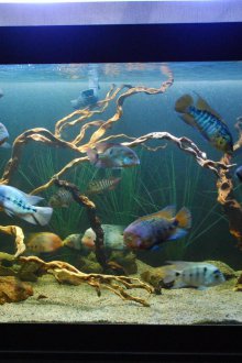 Διακόσμηση για ρύθμιση ενυδρείου