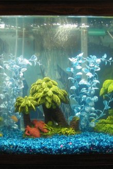 Διακόσμηση για ενυδρείο φοίνικα