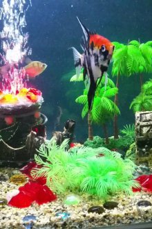 Διακόσμηση για ένα πειρατικό ενυδρείο