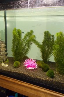 Διακόσμηση για ενυδρείο με φυτά