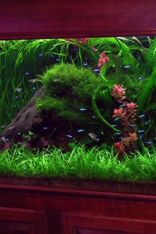 Διακόσμηση για ενυδρείο με βλάστηση