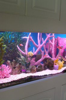 Διακόσμηση για ροζ ενυδρείου