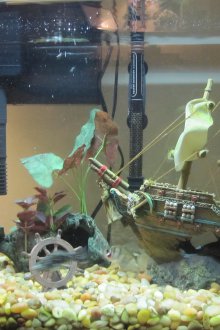 Διακοσμητικό ενυδρείο τιμονιού