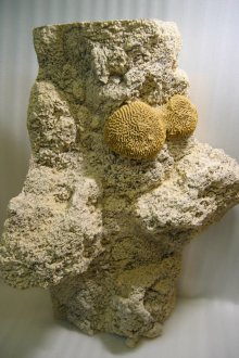 Σπιτική διακόσμηση ενυδρείου