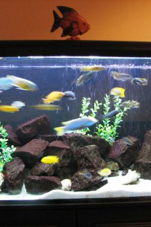 Διακόσμηση για ογκόλιθους ενυδρείου